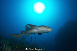 Nurse shark and sun,,gardens of the queen, cuba by Noel Lopez 